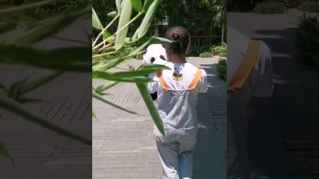 Cute baby panda waving to the cameraperson #shorts Cute baby panda waving to the cameraperson #shorts