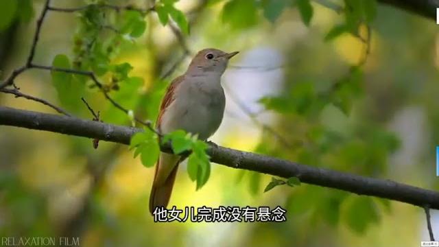 董格格事件炸出饶毅女儿后,论吃相,还是董小姐最无耻 董格格事件炸出饶毅女儿后,论吃相,还是董小姐最无耻