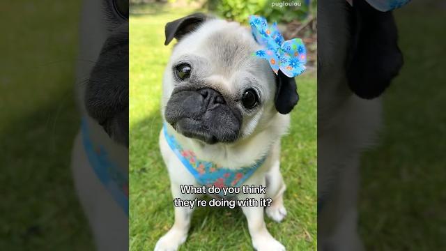 What dogs think we do with their poop #pug #dog #funny What dogs think we do with their poop #pug #dog #funny