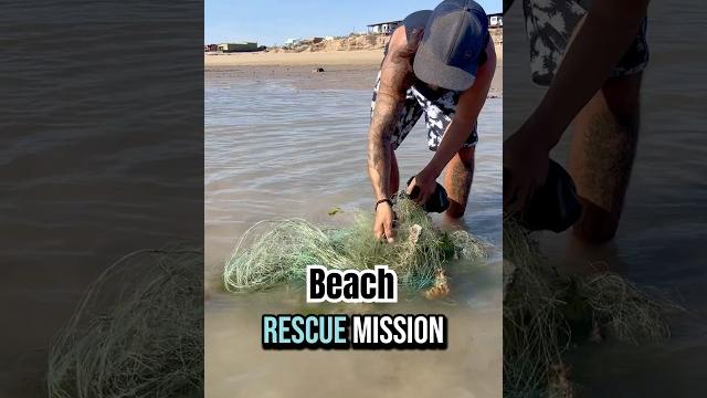 Beach stroll turns into a rescue mission! #wildliferescue #beachcleanup #myhero #beachcamping #baja Beach stroll turns into a rescue mission! #wildliferescue #beachcleanup #myhero #beachcamping #baja
