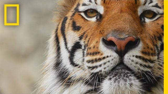 Tigers 101 | national geographic Tigers 101 | national geographic