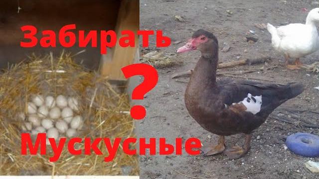 Мускусные утки забирать или оставлять яйцо в гнезде индоуткам. сядит ли утка на гнездо без яиц жизнь Мускусные утки забирать или оставлять яйцо в гнезде индоуткам. сядит ли утка на гнездо без яиц жизнь
