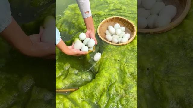 Collecting eggs in the river #shorts Collecting eggs in the river #shorts