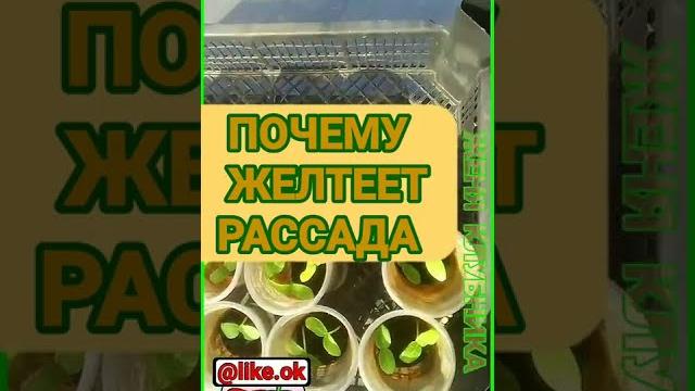Желтеет рассада, что делать? 1 часть Желтеет рассада, что делать? 1 часть