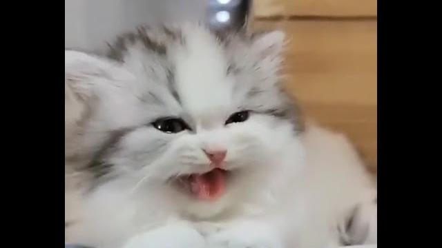 【小奶猫】奶凶小猫咪求rua,什么时候才能有猫呢? 【小奶猫】奶凶小猫咪求rua,什么时候才能有猫呢?