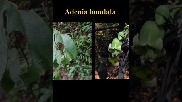 Adenia hondala western ghats #inflorescence #nature #viral #flower #flowers #naturalbeauty #plants Adenia hondala western ghats #inflorescence #nature #viral #flower #flowers #naturalbeauty #plants