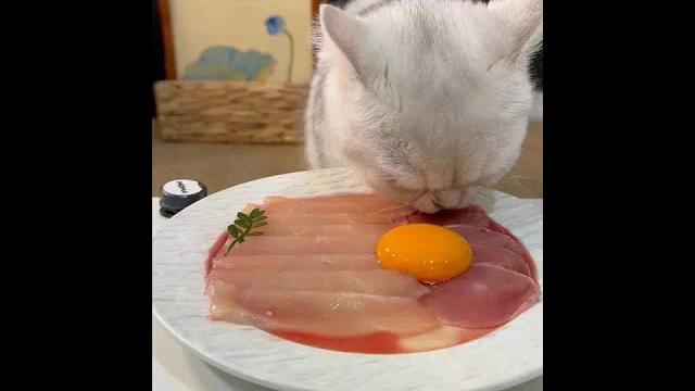 干饭小猫上岗#喂猫日记 #馋猫猫 #小猫饿了 #胖猫日常 干饭小猫上岗#喂猫日记 #馋猫猫 #小猫饿了 #胖猫日常