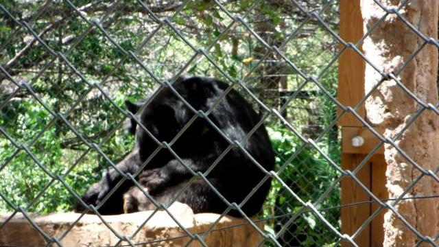 Zoo porn Zoo porn