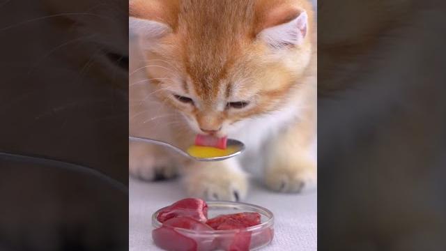 What does a kitten eat? enjoy kitten eating meat asmr~turtle egg & beef |maoduncatalley #shorts What does a kitten eat? enjoy kitten eating meat asmr~turtle egg & beef |maoduncatalley #shorts