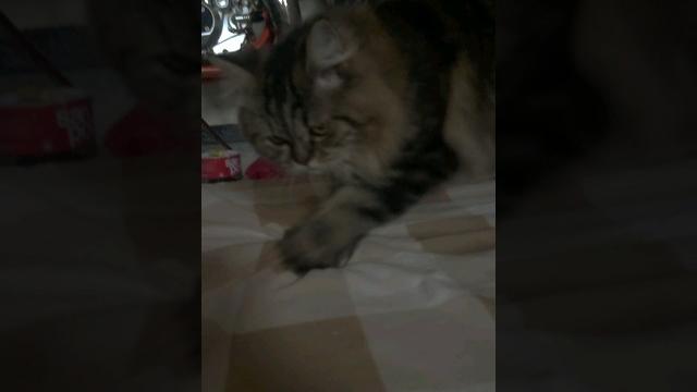 Kucing kang pijat Kucing kang pijat