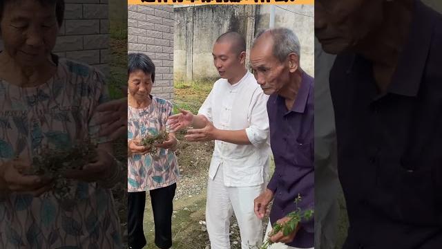 地锦草潮汕青草 青草文化 地锦草潮汕青草 青草文化