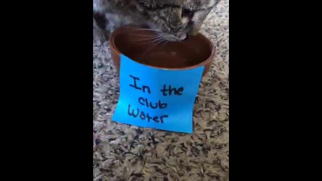 Hentai cat Hentai cat