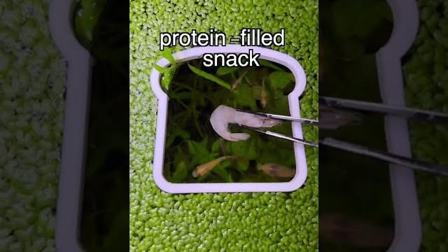 Why do guppies eat their own babies? Why do guppies eat their own babies?
