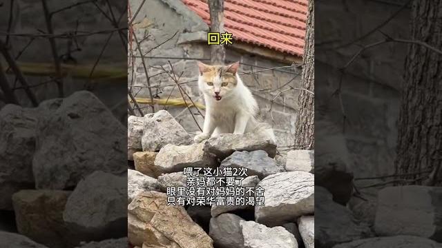 【#雪球日记】猫:表妈我来了 #猫 #小奶猫 #萌宠出道计划 【#雪球日记】猫:表妈我来了 #猫 #小奶猫 #萌宠出道计划