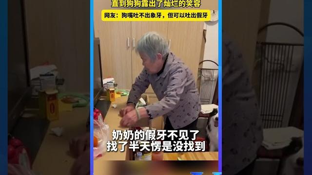 奶奶的假牙找不到了 直到狗狗露出了燦爛的笑容。 #shorts #萌宠 奶奶的假牙找不到了 直到狗狗露出了燦爛的笑容。 #shorts #萌宠