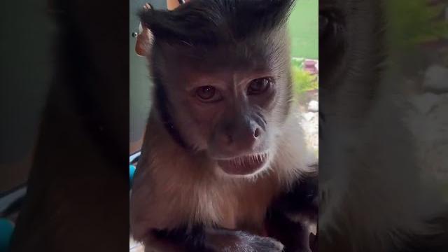 Mengemil dan orang-orang melihat ke luar jendela Mengemil dan orang-orang melihat ke luar jendela