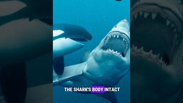 Killer whales hunting sharks for liver! #orca Killer whales hunting sharks for liver! #orca