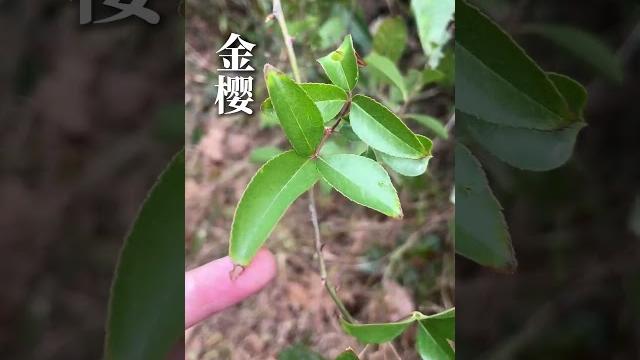 认识这种青草就太幸运了植物科普 金樱根 认识这种青草就太幸运了植物科普 金樱根