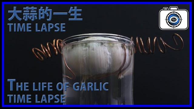 #048 what can garlic grow without soil? the life of garlic 【time-lapse photography】【tsc photography】 #048 what can garlic grow without soil? the life of garlic 【time-lapse photography】【tsc photography】