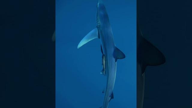 Sometimes fish are friends, not food #sharks #blueshark #remora #remorafish #sharkdiving #ocean Sometimes fish are friends, not food #sharks #blueshark #remora #remorafish #sharkdiving #ocean