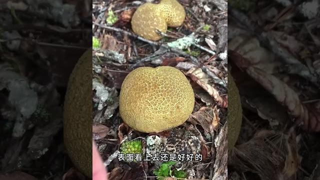 为什么采蘑菇之前都要拍打一下? #科普一下 #冷知识 为什么采蘑菇之前都要拍打一下? #科普一下 #冷知识
