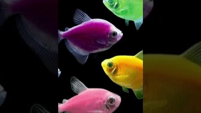 5 самых неприхотливых аквариумных рыбок 5 самых неприхотливых аквариумных рыбок