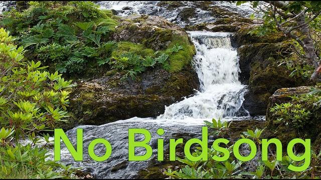 Waterfall nature sounds no birds - forest river water meditation sound without birdsong for sleeping Waterfall nature sounds no birds - forest river water meditation sound without birdsong for sleeping