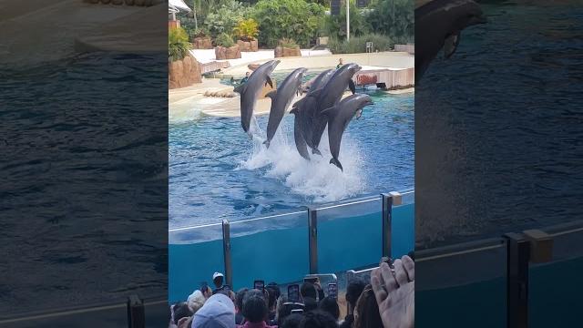 Enjoying the dolphins in the aquarium dolphin disfrutando de los delfines en el acuario delfin show Enjoying the dolphins in the aquarium dolphin disfrutando de los delfines en el acuario delfin show