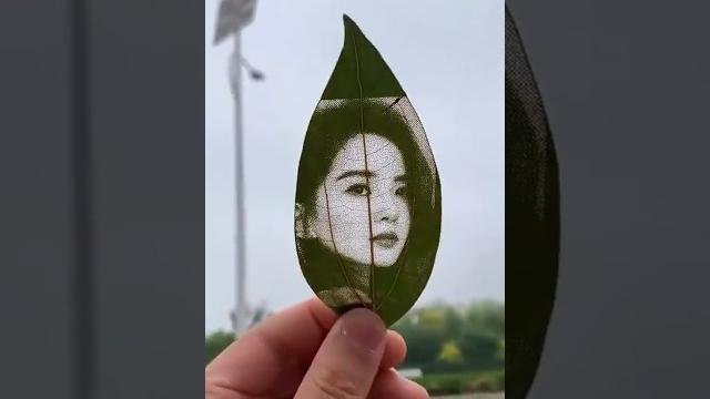 一叶秋水 一叶秋水
