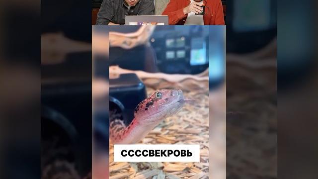 Попробуй не засмеяться #мемы #юмор #смех Попробуй не засмеяться #мемы #юмор #смех