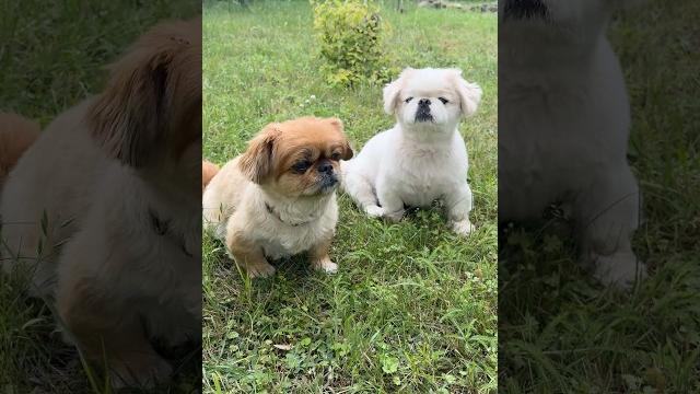Собачек заставляют сниматься в видео #короткиевидео Собачек заставляют сниматься в видео #короткиевидео