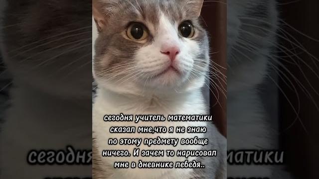 Так и ничего не понял #батон#котик#юмор#шортс#2025 . Так и ничего не понял #батон#котик#юмор#шортс#2025 .