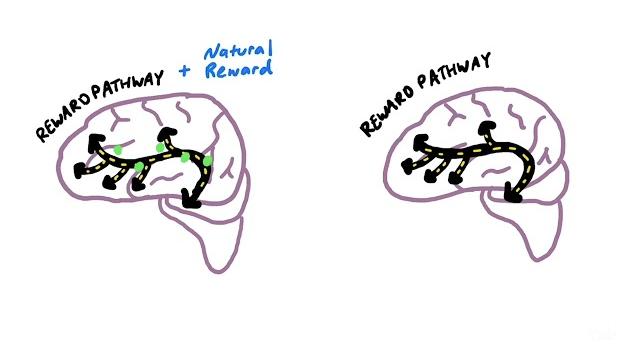 How an addicted brain works How an addicted brain works
