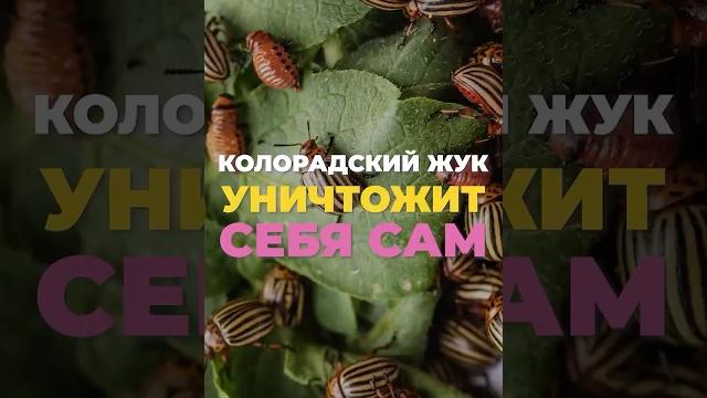 Как навсегда избавиться от колорадского жука без химикатов? #огород #колорадскийжук #картофель Как навсегда избавиться от колорадского жука без химикатов? #огород #колорадскийжук #картофель