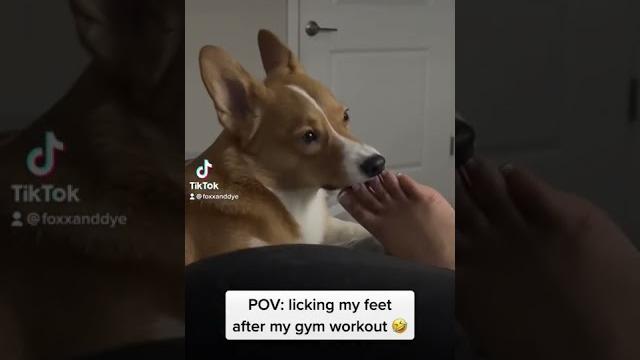 Dog licks a nasty foot & reacts! #shorts #dog #short Dog licks a nasty foot & reacts! #shorts #dog #short