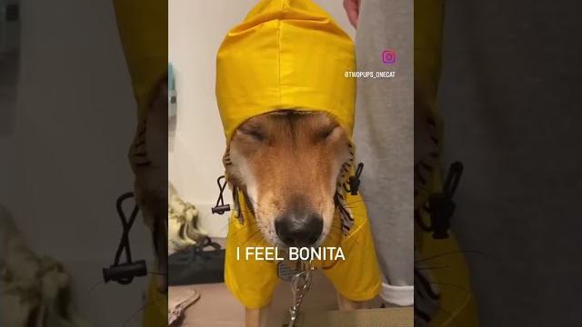 You are bonita! #jindo #poodlemix You are bonita! #jindo #poodlemix