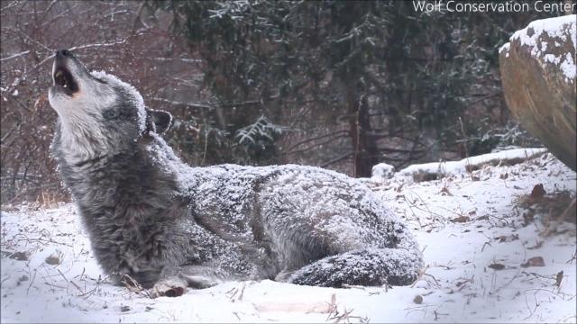 The wolf's howl gives you chills. the good kind. The wolf's howl gives you chills. the good kind.