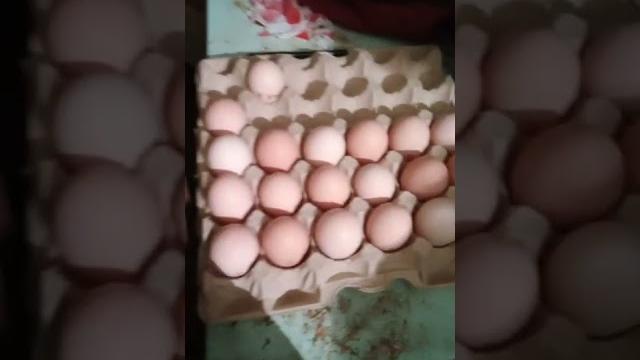 Сбор яиц на инкубацию Сбор яиц на инкубацию