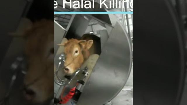 #halal #slaughterline #beef cattle halal killing box #halal #slaughterline #beef cattle halal killing box