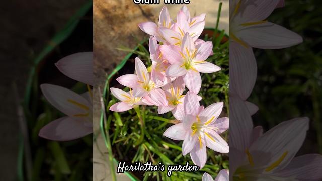 Rain lilys i’d giant white #flowers #shorts Rain lilys i’d giant white #flowers #shorts