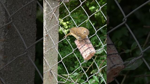 Juvenile robin Juvenile robin