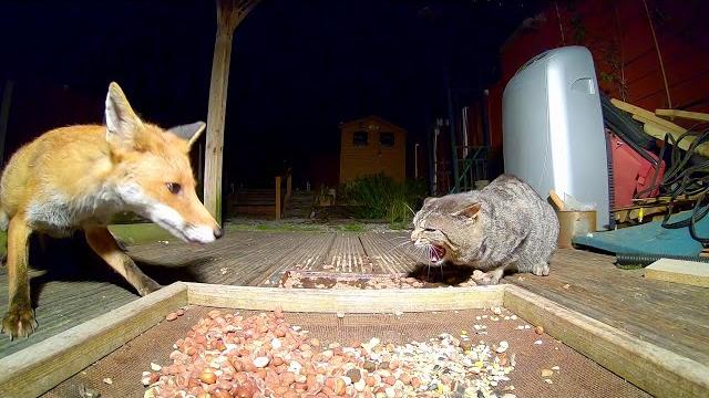 Fox and cat standoff. Fox and cat standoff.