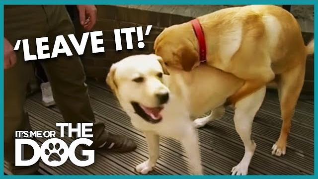 How to stop your dog humping | it's me or the dog How to stop your dog humping | it's me or the dog
