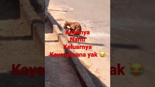 Anjing ngent*t kucing Anjing ngent*t kucing