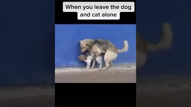 Dog fuck cat Dog fuck cat