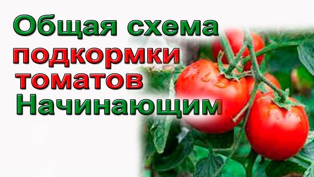 Советую.полная схема подкормки томатов. Советую.полная схема подкормки томатов.
