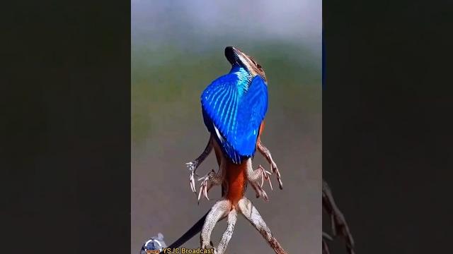 Reptiles alienswildlife adventures discover nature #trendingshorts #wildlife #viralshorts #animals Reptiles alienswildlife adventures discover nature #trendingshorts #wildlife #viralshorts #animals