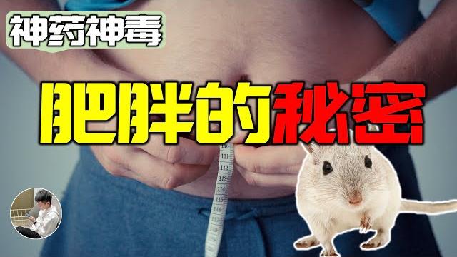 控制體重的神秘激素,為什麼有些人永遠吃不飽,連體老鼠實驗告訴我們真相 控制體重的神秘激素,為什麼有些人永遠吃不飽,連體老鼠實驗告訴我們真相