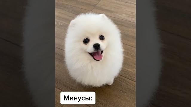 Не заводите шпица Не заводите шпица