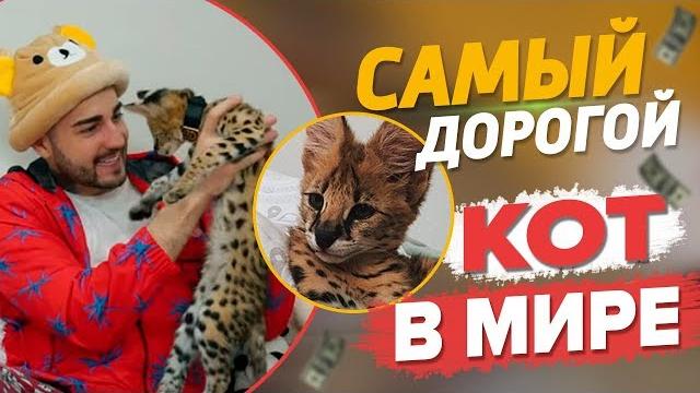 Купил кота gucci за полмиллиона рублей! Купил кота gucci за полмиллиона рублей!